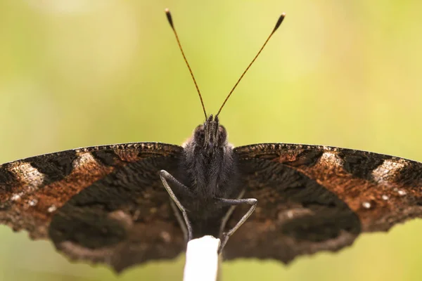Paon papillon au repos — Photo