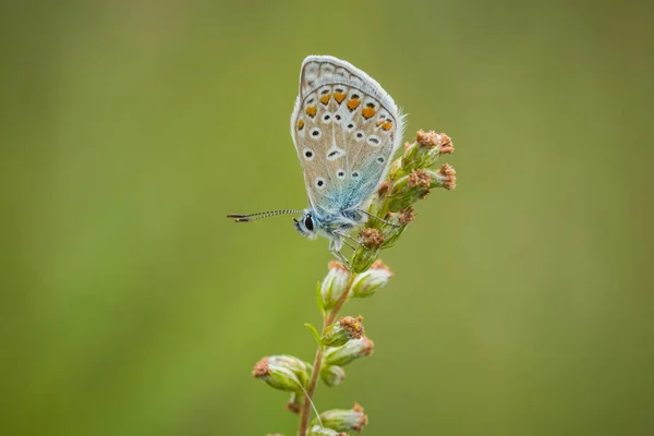 Papillon bleu commun, Polyommatus icarus — Photo