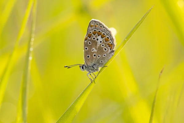 Papillon bleu commun polyommatus icarus — Photo