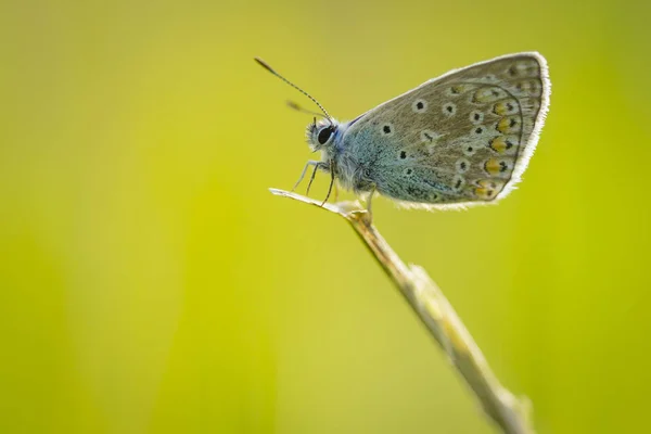 Papillon bleu commun polyommatus icarus — Photo