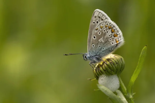 共通の青の蝶、polyommatus イカルス — ストック写真