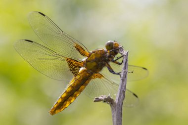 Libellula depressa, geniş gövdeli chaser veya geniş gövdeli dart