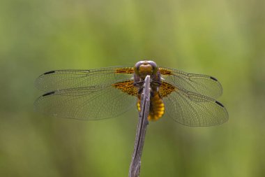 Libellula depressa, geniş gövdeli chaser veya geniş gövdeli dart