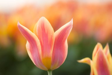 Sarı kırmızı durumda lale flowerbed