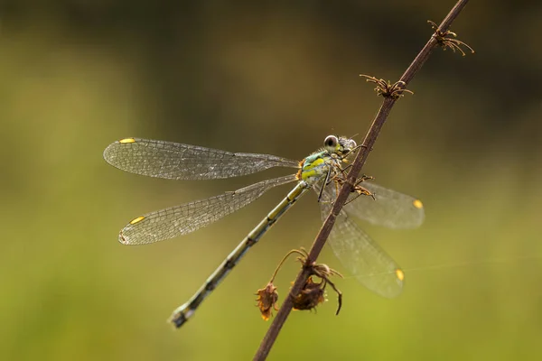 Salgueiro damselfly esmeralda ou espalhamento de salgueiro ocidental — Fotografia de Stock