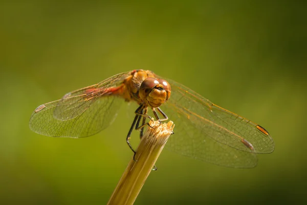 Gemensam ängstrollslända (Sympetrum striolatum) front — Stockfoto