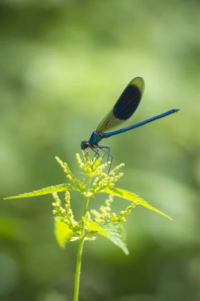 Banded demoiselle (Calopteryx splendens) darter dragonfly