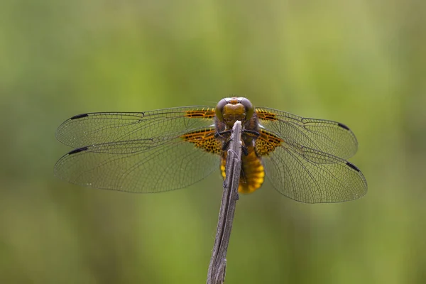 Libellula depressa, o perseguidor de corpo largo ou dardo de corpo largo — Fotografia de Stock