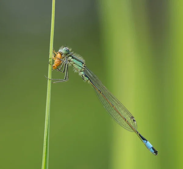 Abstract nature variable damselfly with prey — Stock Photo, Image