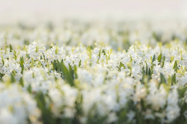 Holländische weiße Hyazinthe Blumenfeld — Stockfoto