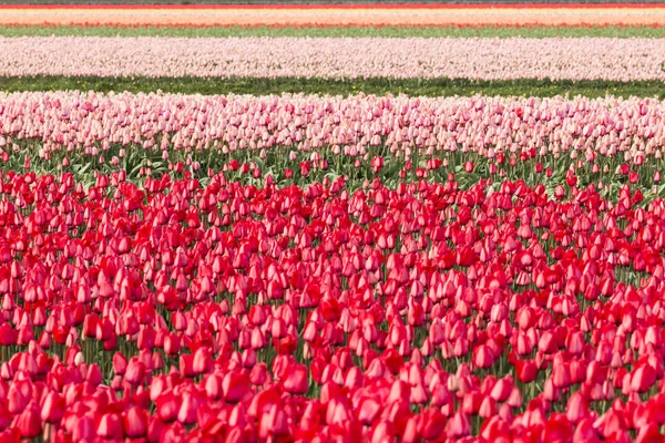 Červené tulipány záhonu modrá obloha — Stock fotografie