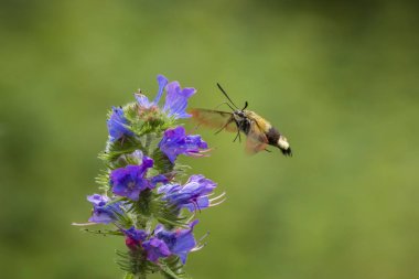 Arı geniş sınır Şahin-güve mor çiçekler besleme