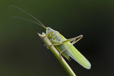 Büyük yeşil Bush-kriket, Tettigonia viridissima, portre