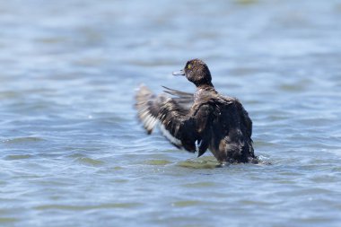 Tepeli temizlik ördek