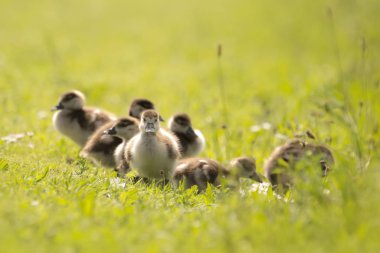 Kaz civciv dünyayı keşfedin