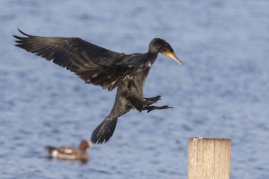 Büyük karabatak Phalacrocoracidae