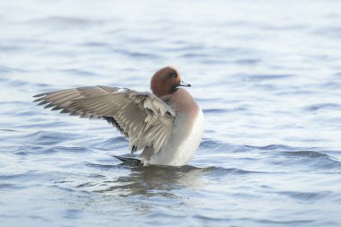 Erkek Avrasya wigeon Anas penelope 