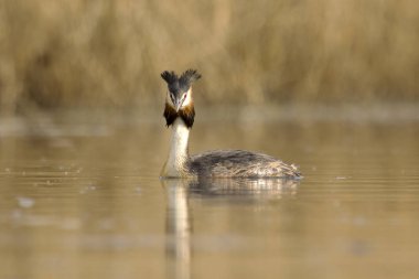Büyük tepeli batağan çiftleşme
