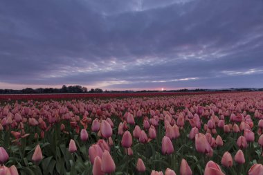 Hollanda'da bir pembe ve kırmızı lale alan yukarıda fırtınalı gökyüzü