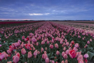 Hollanda'da bir pembe ve kırmızı lale alan yukarıda fırtınalı gökyüzü
