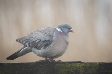 Tahta güvercin (Columba palumbus)