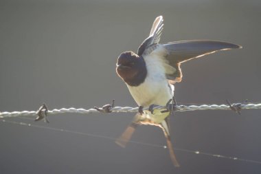 Güneş ışığı bir kırlangıcı kanatları parlar.