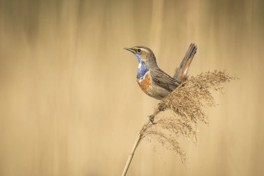 Mavi-boğaz kuş (Luscinia svecica cyanecula) görüntüleme