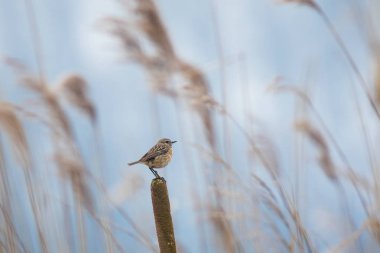 Stonechat Saxicola rubicola kış Rüzgarlar