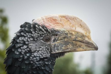 Gümüş yanaklı Kartallar portre