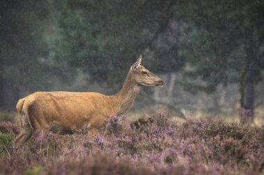 Kadın Kızıl geyik Cervus elaphus