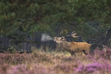 Çiftleşme erkek Kızıl geyik geyik, cervus elaphus