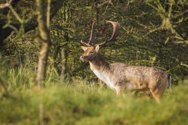 Alageyik sonbaharda çiftleşme bekarlığa