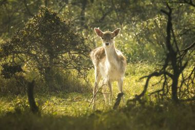 Alageyik sonbaharda fawn