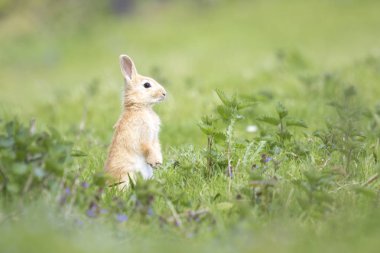Otlak üzerinde tavşan