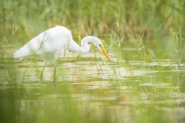 Büyük ak balıkçıl Ardea alba Balık tutma