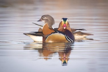Mandarin ördeği Aix galericulata Çift