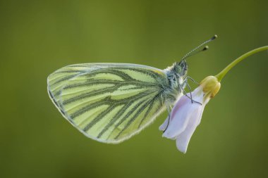 Yeşil damarlı beyaz (Pieris napi) kelebek cuckooflower üzerinde