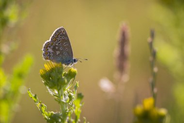 ortak mavi kelebek polyommatus icarus