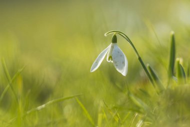 Ortak kardelen çiçek Galanthus nivalis
