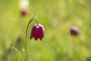 Yılan'ın baş fritillary çiçek