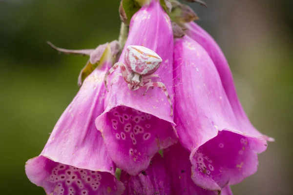 Araña cangrejo camuflada en una flor de zorro — Foto de Stock