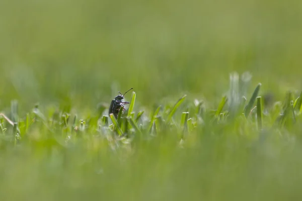 Abstraktes Makro eines schwarzen Käfers, der an einem senkrechten Schilfstiel klettert. — Stockfoto