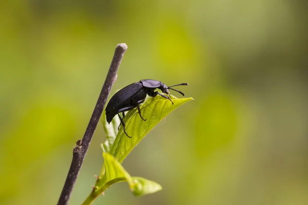 在一片叶子上行走的大黑甲虫 — 图库照片