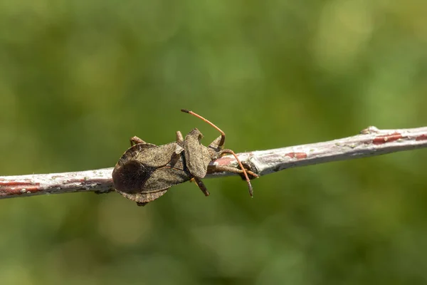 True bug zbliżenie — Zdjęcie stockowe