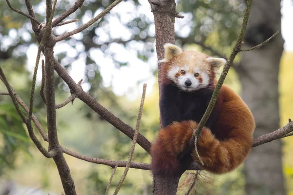 Little red panda, Ailurus fulgens — Stock Photo, Image