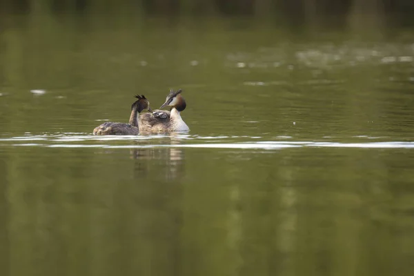 Besar jambul orang tua grebe, Podiceps cristatus — Stok Foto