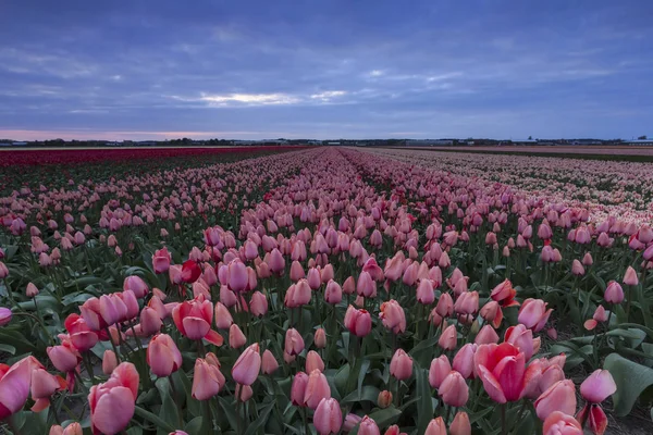 Bouřlivé nebe nad polem růžový a červený Tulipán v Holandsku — Stock fotografie