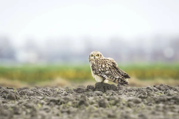 Short-eared Owl perched on farmland — Stock Photo, Image