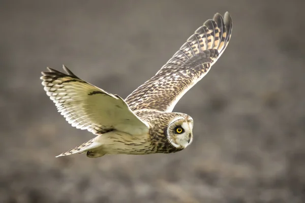 Hibou des marais Asio flammeus volant — Photo