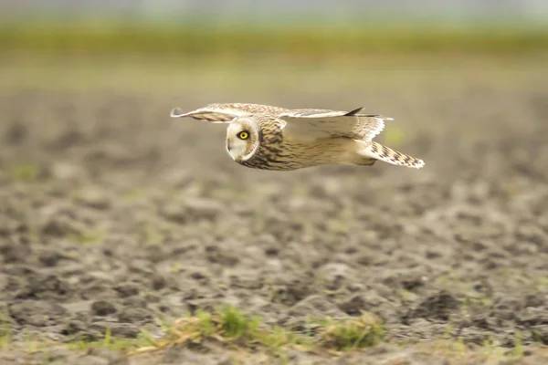 Hibou des marais Asio flammeus volant — Photo